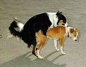 mating-dogs