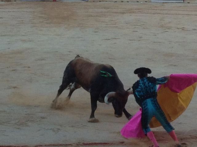 bull fight 1